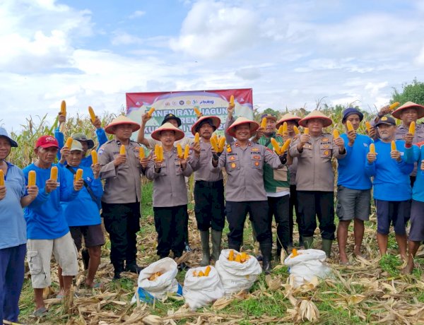 Panen Jagung, Polsek Balongbendo Targetkan 60 Ton Hasil Produksi